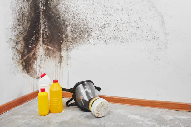 Best Office Mold Removal Services  in Granville South, OH