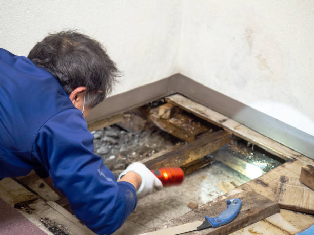 Office Mold Removal Services in Granville South, OH