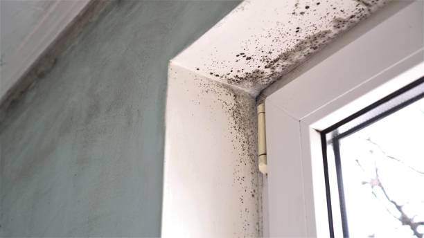 Best Office Mold Removal Services  in Granville South, OH