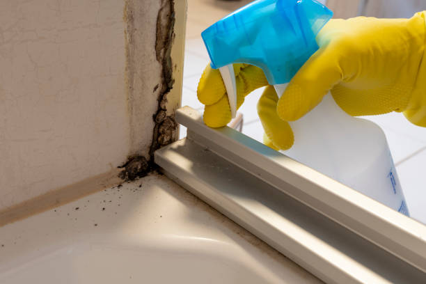 Best Same-Day Mold Removal  in Granville South, OH