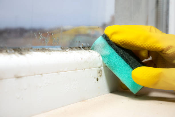 Best Local Mold Removal Service  in Granville South, OH