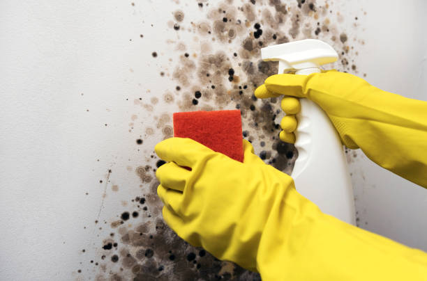 Best Fast Mold Removal  in Granville South, OH
