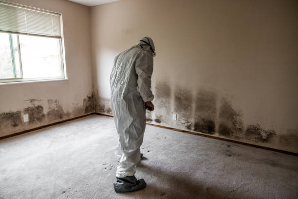 Best Mold Cleaning Services  in Granville South, OH