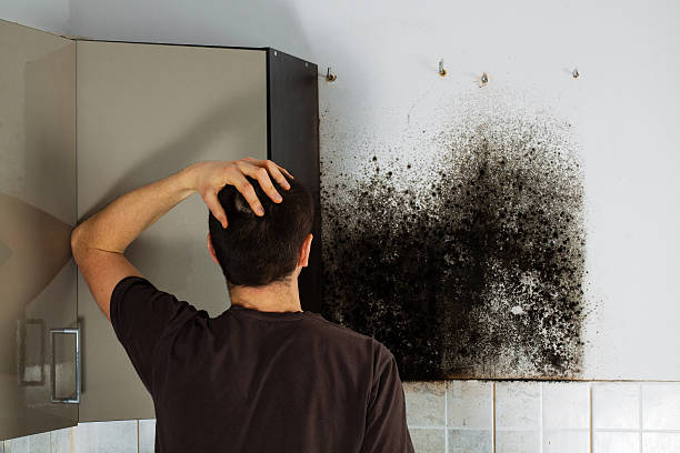 Best Mold Removal Near Me  in Granville South, OH