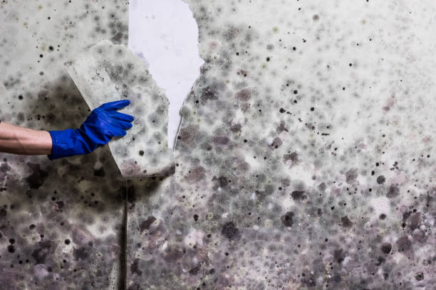 Best Mold Removal Process  in Granville South, OH