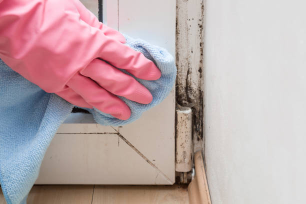 Best Mold Damage Repair  in Granville South, OH