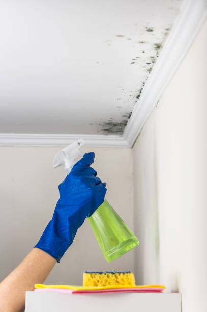 Best Certified Mold Removal  in Granville South, OH