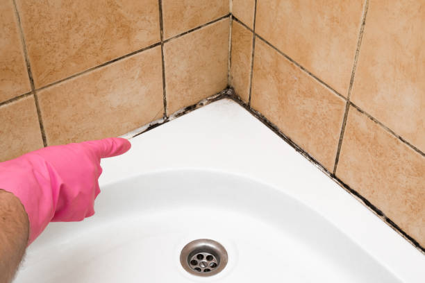 Best Best Mold Removal Companies  in Granville South, OH